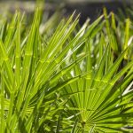 Does Saw Palmetto Lower Blood Pressure?