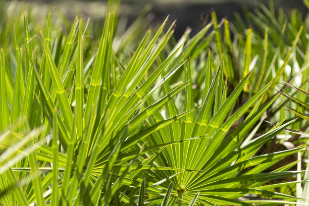 Does Saw Palmetto Lower Blood Pressure