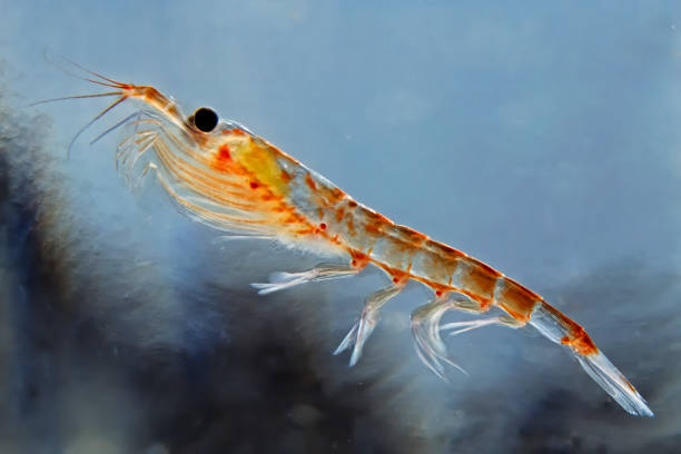 Krill Oil and Blood Pressure