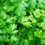 Parsley and High Blood Pressure: Can This Herb Help Lower Your Numbers?