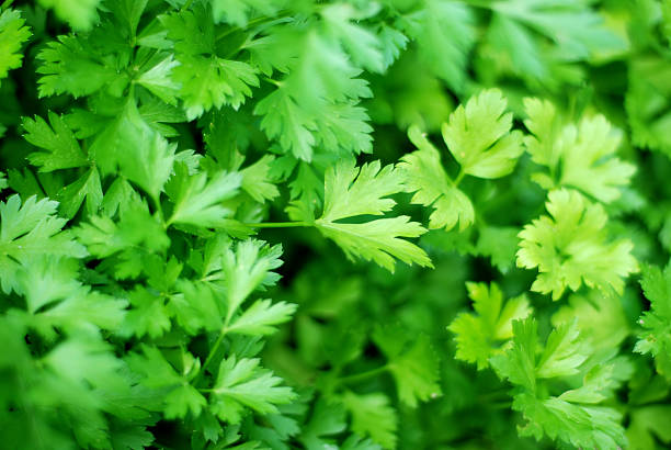 Parsley and High Blood Pressure: Can This Herb Help Lower Your Numbers