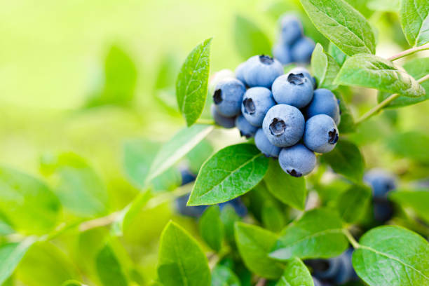 THE POWER OF BLUEBERRIES: FRUIT FOR LOWER BLOOD PRESSURE